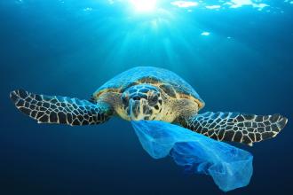 The Harmfulness of Microplastics